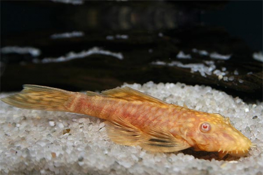 Ancistrus doré 3.