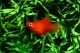 Platy corail rouge - M
