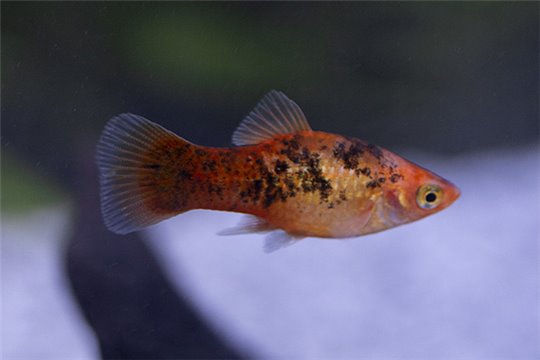 Platy doré poivre et sel - L