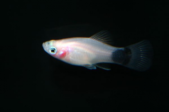 Platy milk moon - M