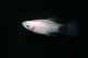 Platy milk moon - L