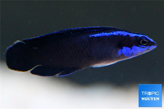 Pseudochromis Springeri elevage M