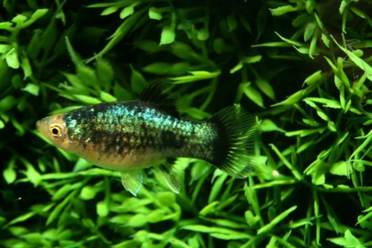 Platy noir - L
