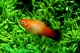 Platy sunburst wagtail - L