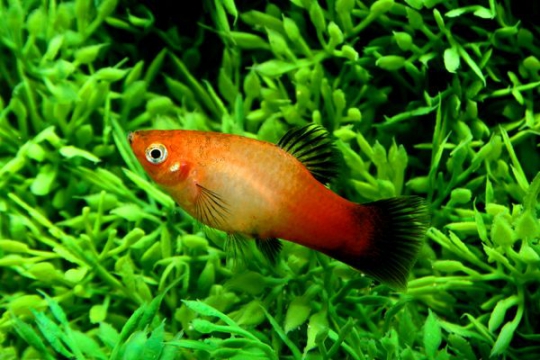 Platy sunburst wagtail - L