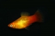 Platy sunset - L