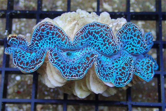 Bénitiers Maxima bleu elevage 3-4