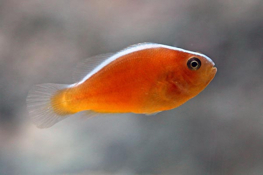 Amphiprion sandaracinos élevage 3-3,5 cm