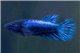 Betta femelle crowntail L
