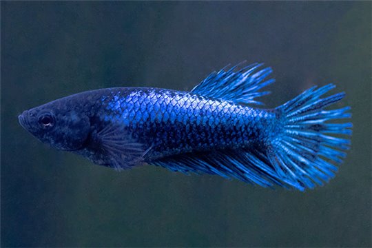 Betta femelle crowntail L