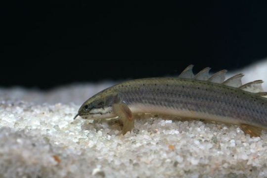 Polypterus senegalus - 6-7.