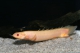 Polypterus senegalus albinos - 7-8.