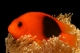 Amphiprion Ephipium - 6-8