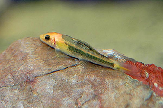 Gyrinocheilus aymonieri bicolor