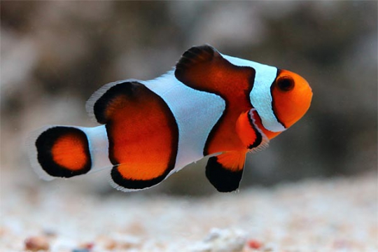 Amphiprion Ocellaris gladiator élevage 3-4