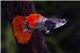 Guppy mâle elephant ear red cobra premium 3,5-4 cm