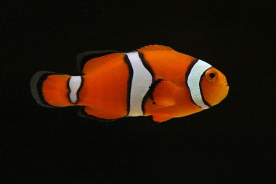 Amphiprion Percula élevage 2-2,5