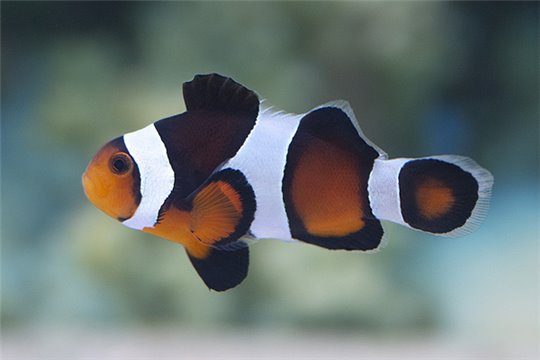 Amphiprion percula noir élevage 3-3,5 cm