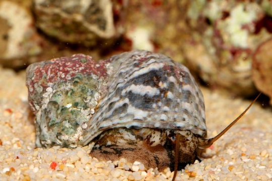 Escargot nettoyeur turbo 3,5-4,5 cm