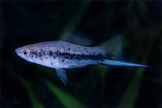 Xipho vert tuxedo 4-4,8 cm