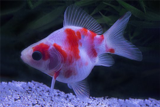 Tamasaba grade B 7-8 cm