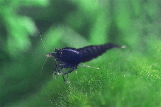 Crevette Neocaridina davidi black choco 1-1,5 cm