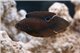 Calloplesiops argus 