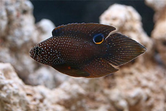 Calloplesiops argus 