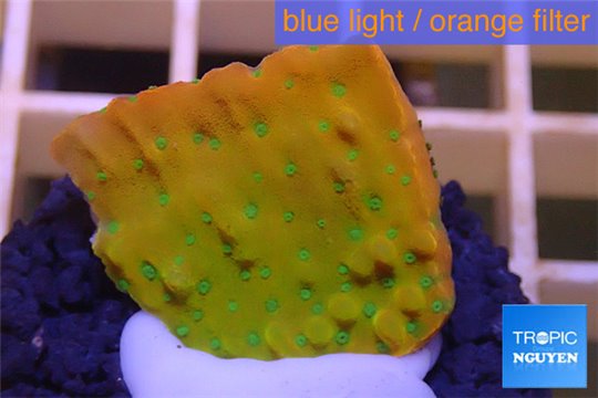 Montipora kung pao phoenix 2-4 cm WYSIWYG acclimaté
