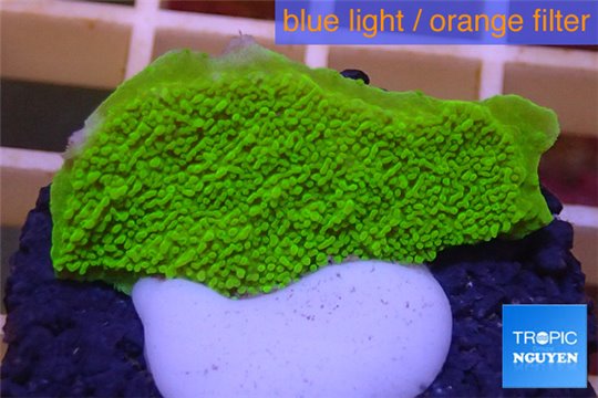 Montipora capricornis green 2-4 cm WYSIWYG acclimaté
