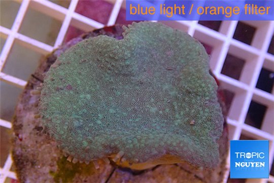 Sarcophyton long polyps 6-10 cm WYSIWYG acclimaté