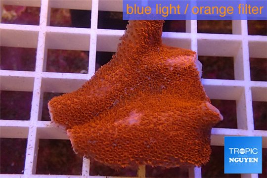 Montipora digitata red 3-4 cm WYSIWYG acclimaté