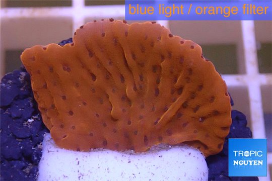 Montipora red purple polyps 2-3 cm WYSIWYG acclimaté