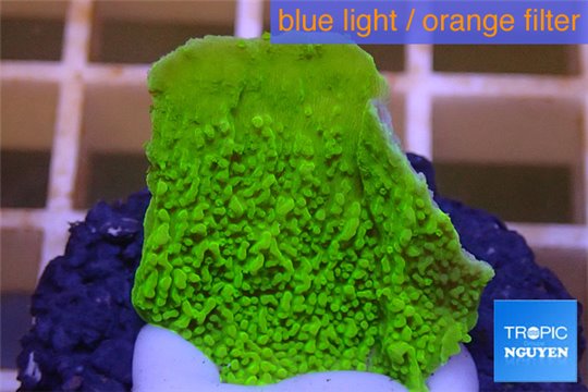 Montipora capricornis green 2-3 cm WYSIWYG acclimaté