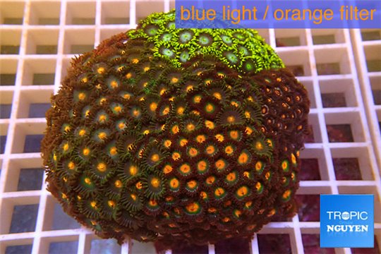 Zoanthus garden mix color 8-12 cm WYSIWYG acclimaté