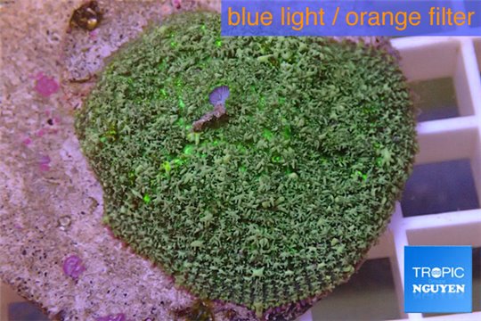 Rhodactis green big leaf 5-6 cm WYSIWYG acclimaté