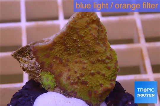 Montipora purple polyps Fijii 2-3 cm WYSIWYG acclimaté