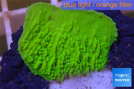 Montipora capricornis green 2-3 cm WYSIWYG acclimaté