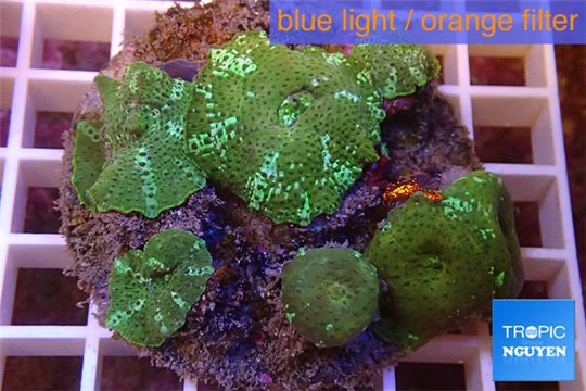 Discosoma green & blue line 7-10 cm WYSIWYG acclimaté
