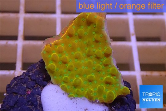 Montipora kung pao phoenix 2-3 cm WYSIWYG acclimaté