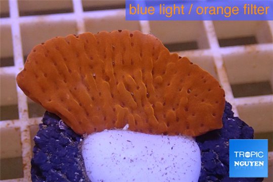 Montipora red purple polyps 2-3 cm WYSIWYG acclimaté
