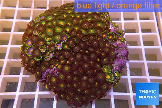 Zoanthus garden mix color 8-12 cm WYSIWYG acclimaté