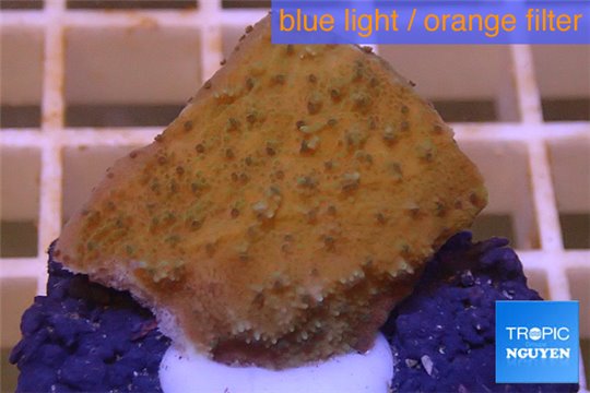 Montipora purple polyps Fijii 2-3 cm WYSIWYG acclimaté