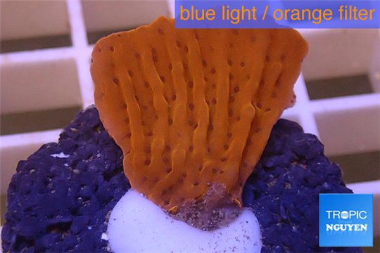 Montipora red purple polyps 2-3 cm WYSIWYG acclimaté