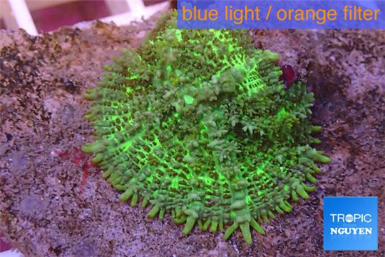 Rhodactis green big leaf 5-6 cm WYSIWYG acclimaté
