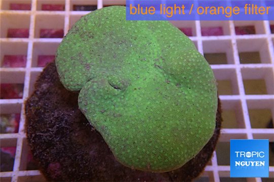 Sarcophyton green white tips 5-8 cm WYSIWYG acclimaté