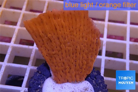 Montipora red purple polyps 3-4 cm WYSIWYG acclimaté