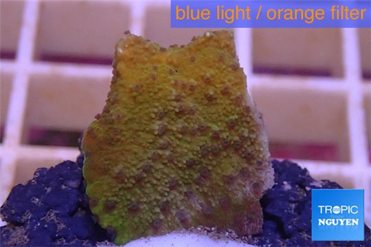 Montipora purple polyps Fijii 1-2 cm WYSIWYG acclimaté
