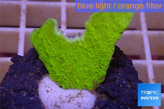 Montipora capricornis green 1-2 cm WYSIWYG acclimaté