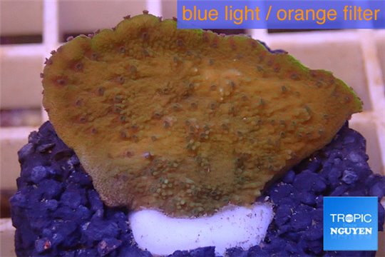 Montipora purple polyps Fijii 2-3 cm WYSIWYG acclimaté